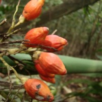 Areca concinna Thwaites